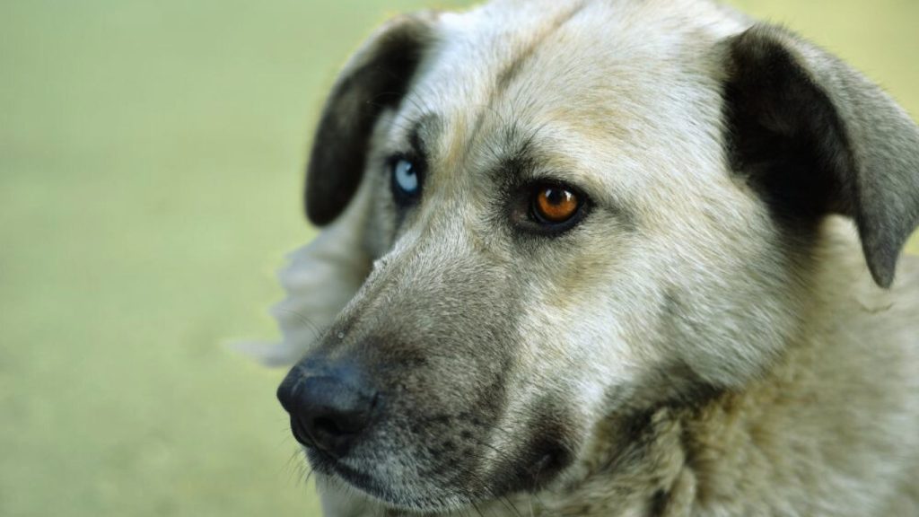 Close-up of an Aksaray Malaklisi dog with heterochromia, tan and grey fur, calm expression, and soft outdoor lighting.