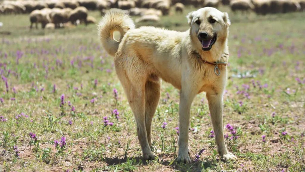 Aksaray Malaklisi dog standing in a purple wildflower field, guarding sheep in the background.