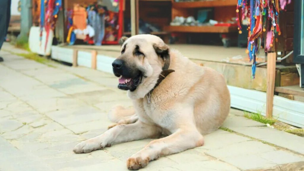 Aksaray Malaklisi dog resting on stone pavement outside a shop, with calm expression and light tan fur.