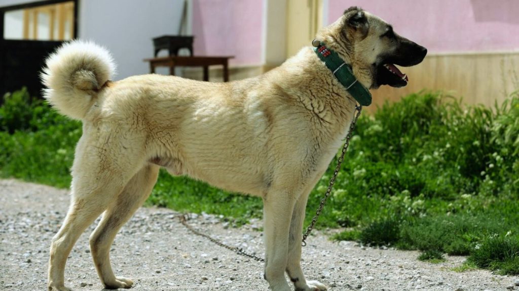 Aksaray Malaklisi dog in tan coat, green collar, standing alert on gravel path beside green vegetation near a rural building.