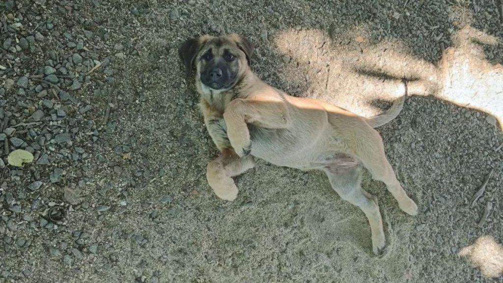 Aksaray Malaklisi puppy lying on its back on gravel, basking in the sun with a relaxed, playful expression.
