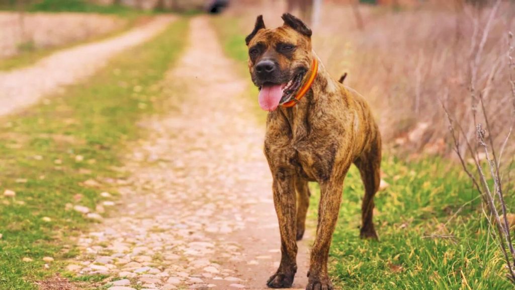 Brown and tan Alano Español dog with orange collar stands on gravel road.

