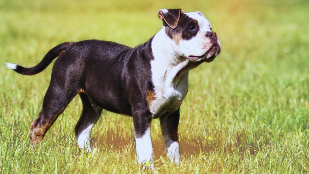 Brindle Alapaha Blue Blood Bulldog puppy with white markings stands in green grassy field.