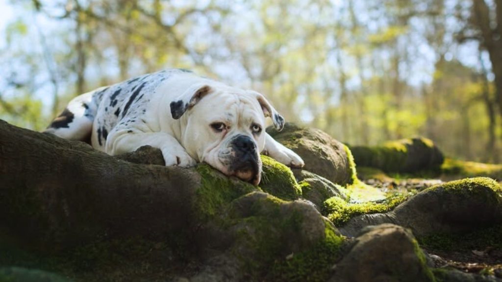 Alapaha Blue Blood Bulldog with spotted coat lies on mossy rocks in a sunlit forest.