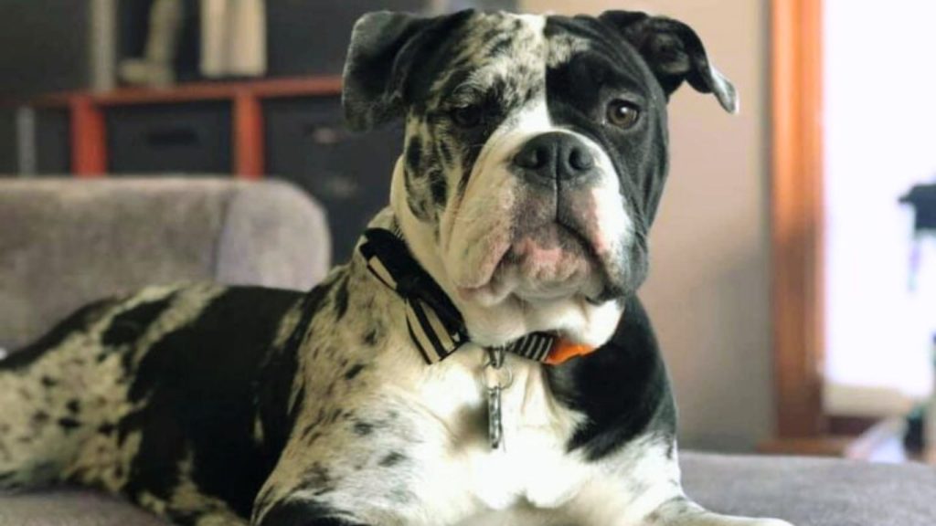 Alapaha Blue Blood Bulldog with a spotted coat lies on a gray couch wearing a bow-tie collar.