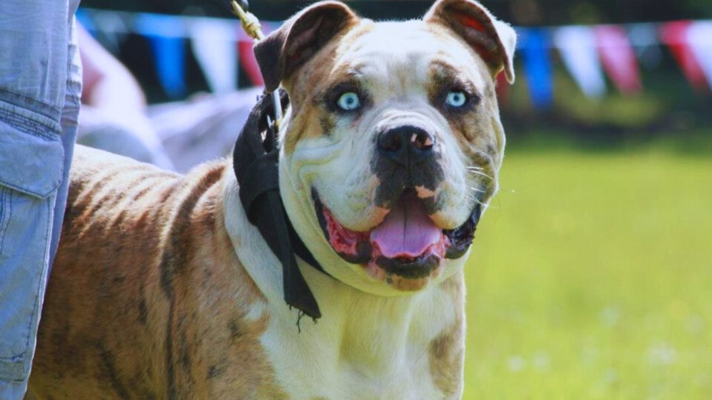 Alapaha Blue Blood Bulldog with merle coat and blue eyes stands alert in a grassy field wearing a dark bandana.