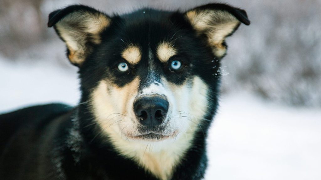 Close-up of an Alaskan Husky dog with blue eyes, erect ears, and black-and-white fur in a snowy background.

