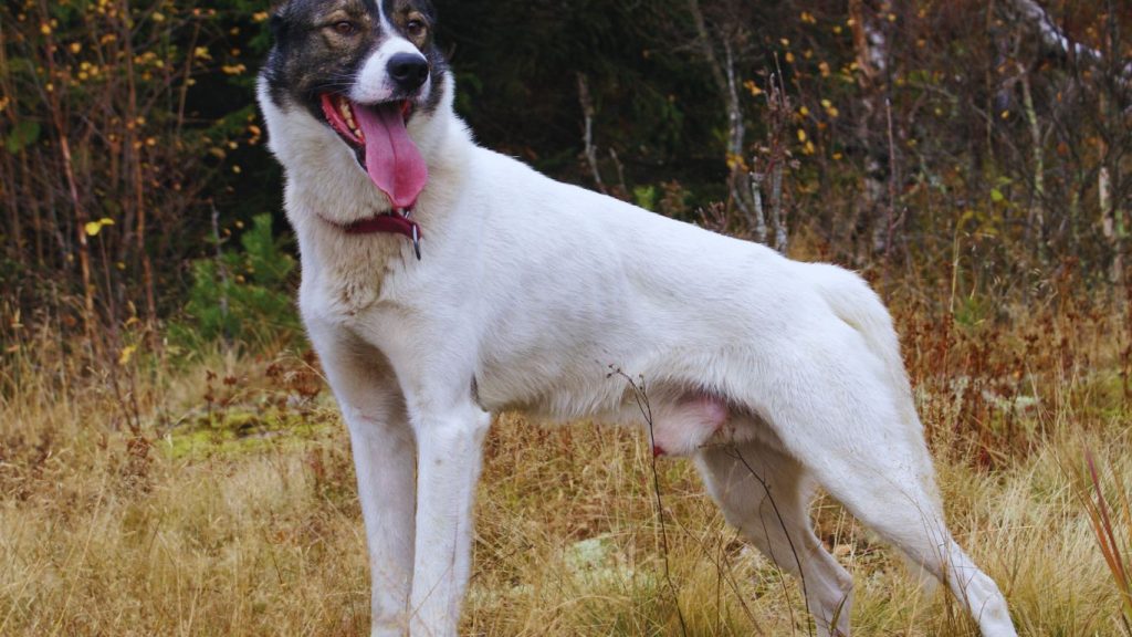 Alaskan husky dog with white and dark fur stands in a dry grassy field wearing a maroon collar.

