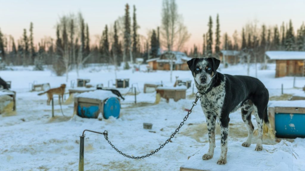 Alaskan Husky dog with blue eyes stands on a snowy platform with sled dogs and cabins in the background.

