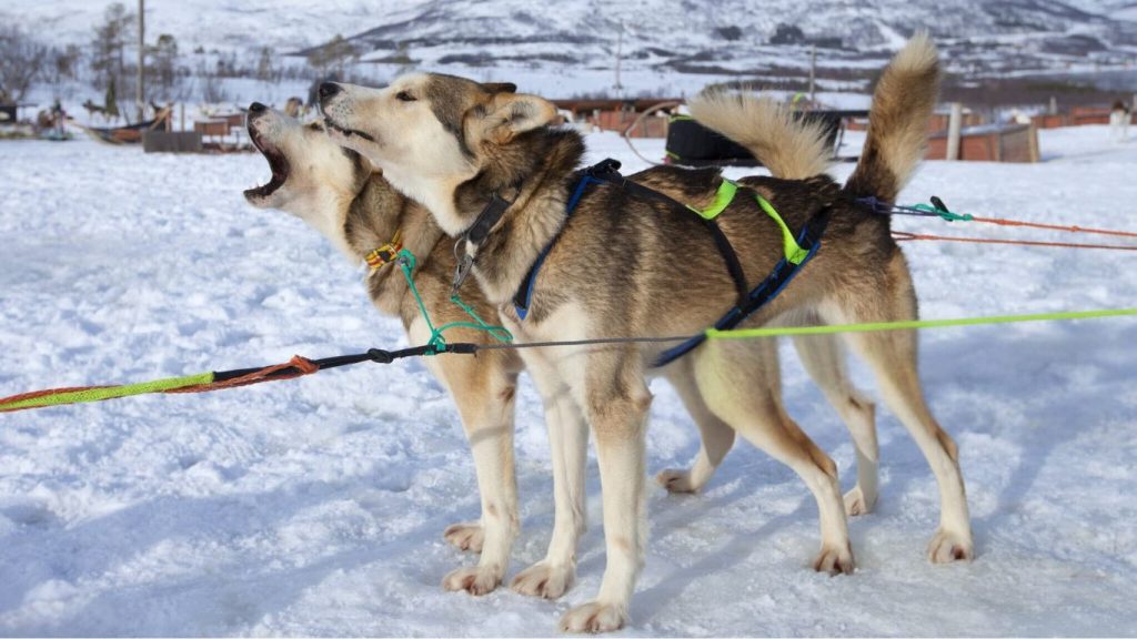 Two Alaskan husky dogs harnessed for sledding, barking in a snowy landscape with mountains and buildings in the background.

