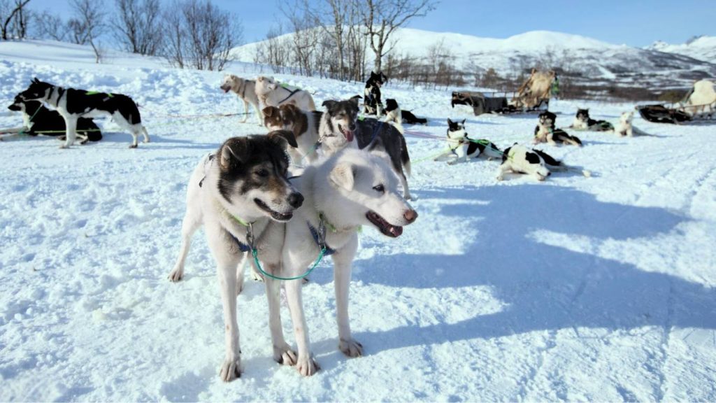 Alaskan Husky dogs resting and standing on a snowy slope with mountains and trees in the background.

