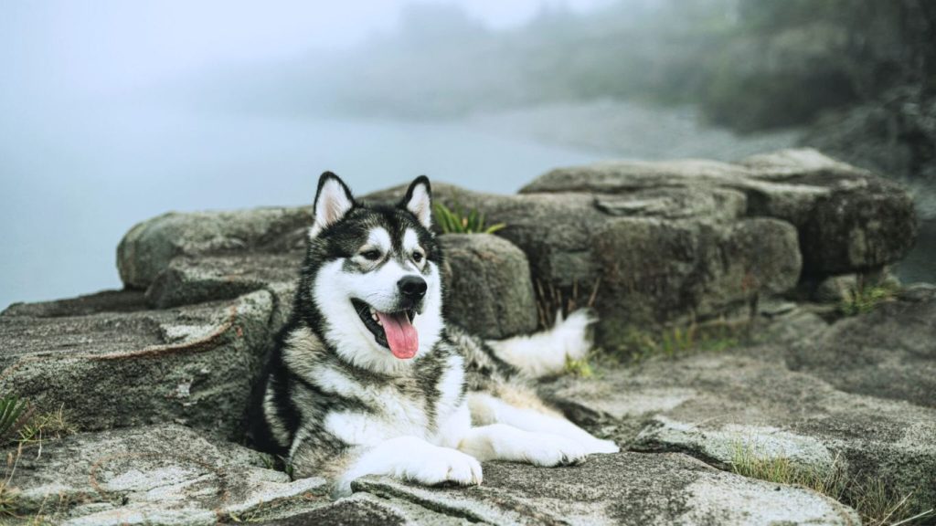 Alaskan Malamute dog with black and white fur lying on rocky cliffside, overlooking misty water with vegetation between rocks
