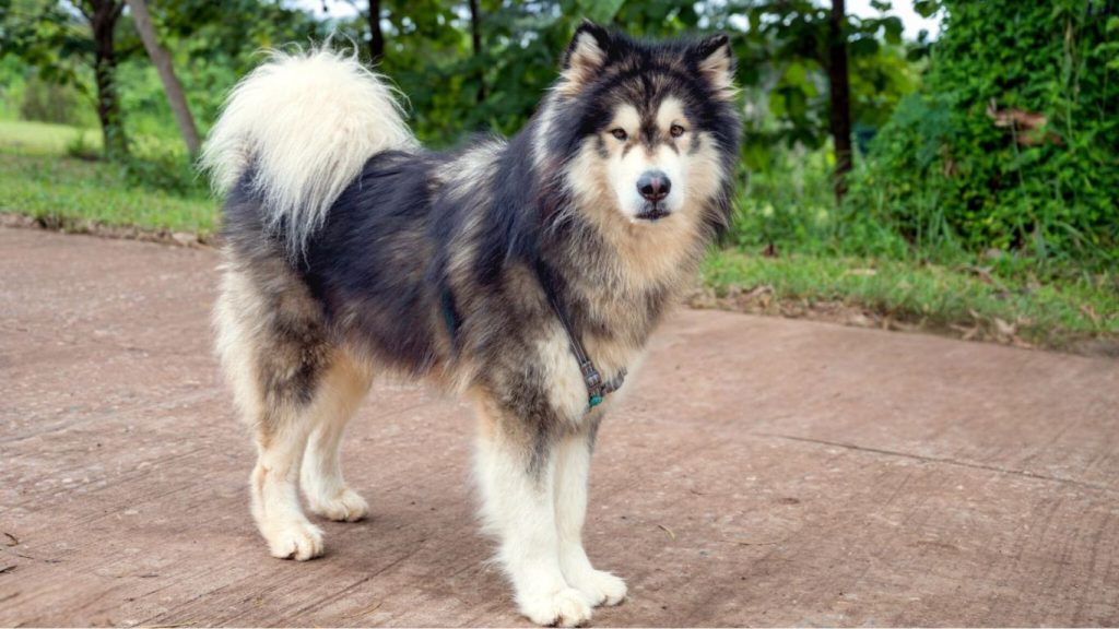 Alaskan Malamute dog with gray, black, and white fur stands on red pavement wearing a teal harness, greenery in the background
