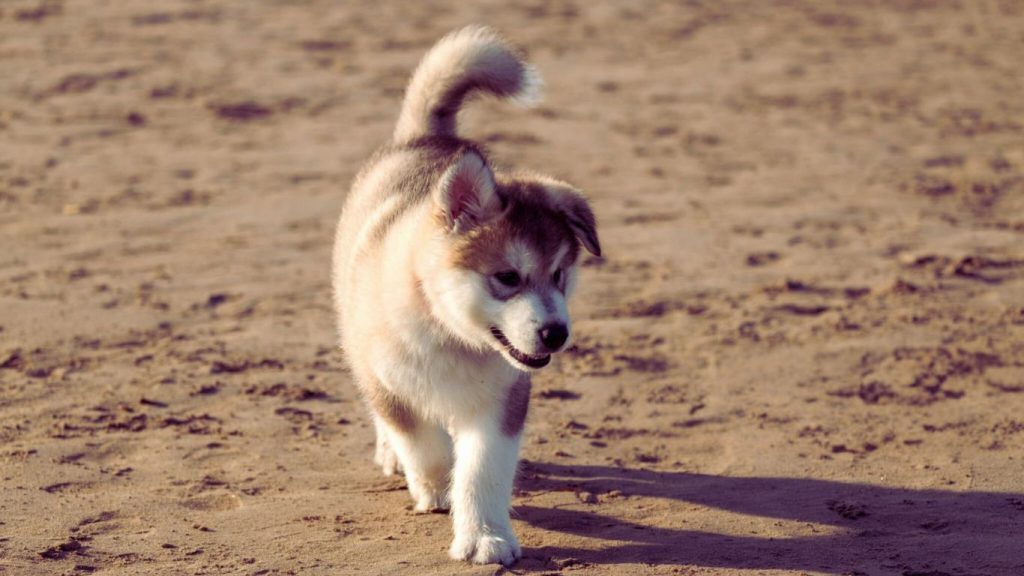 Light beige Alaskan Malamute puppy with white markings walks on sandy terrain with footprints, tail curled, ears up, in soft daylight
