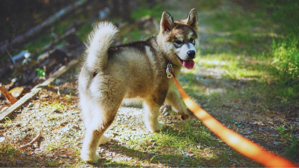 Young Alaskan Malamute puppy with gray-brown fur walks on a gravel path in the woods, trailing a light orange leash in warm sunlight
