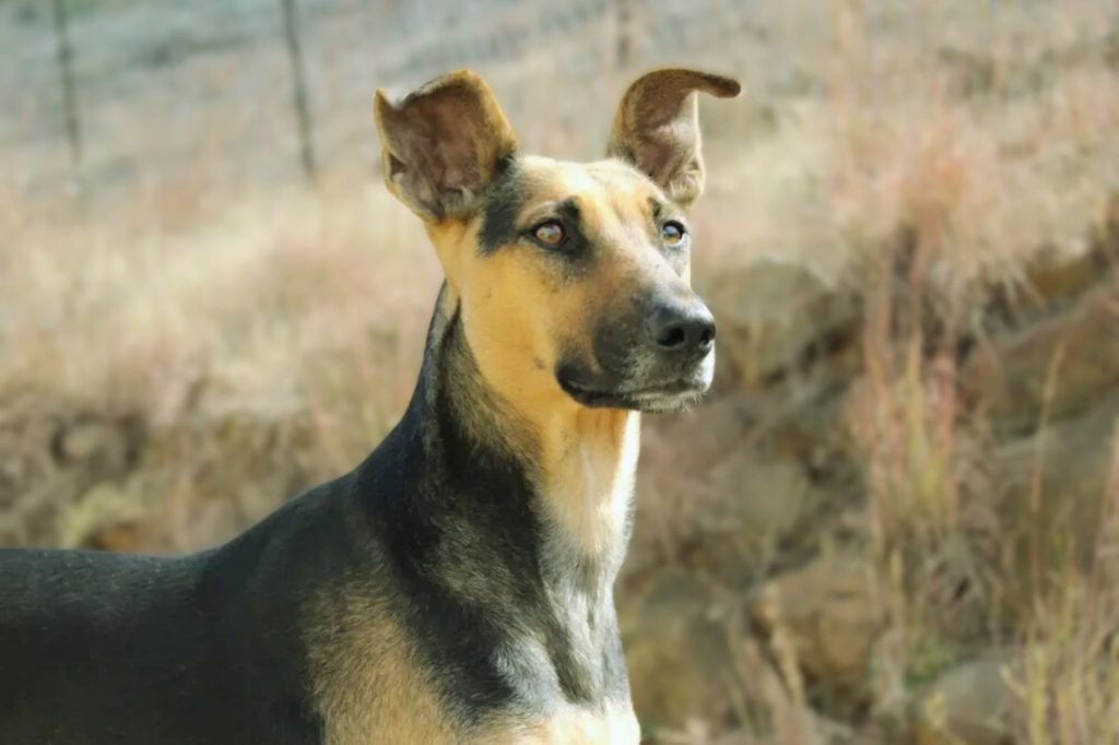 Medium-shot of an Africanis dog with tan and black coat, ears upright, gazing right

