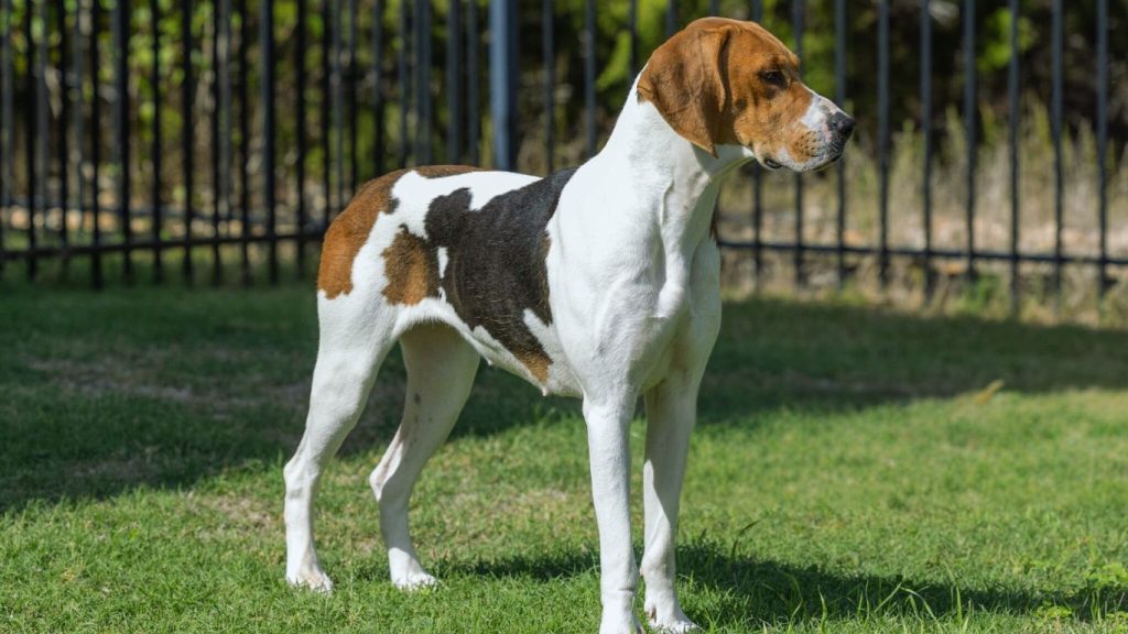 American Foxhound Dog with tri-colored coat standing alertly on vibrant green grass