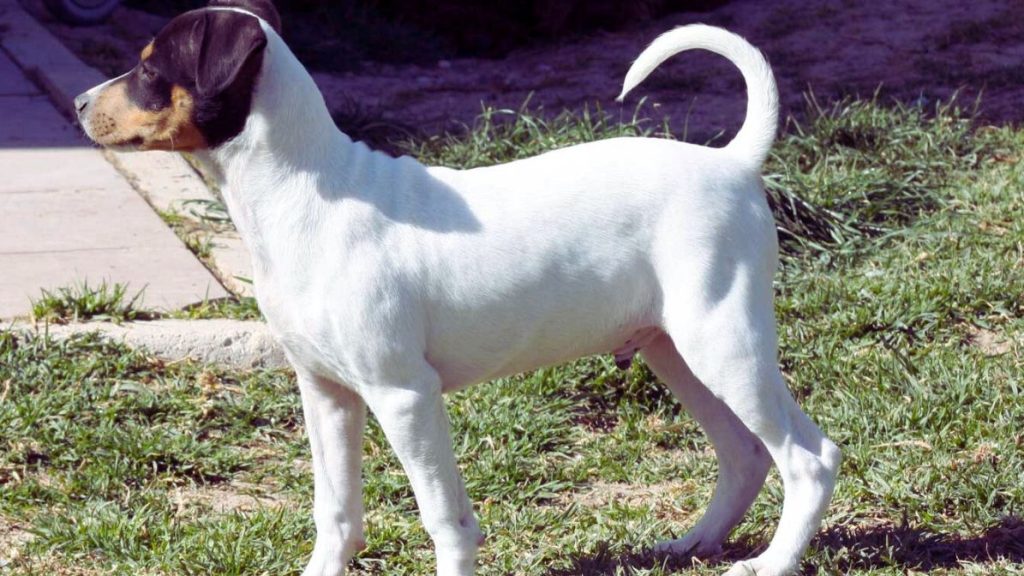 Andalusian Terrier Dog standing on green grass, alert with curved tail and dark head markings