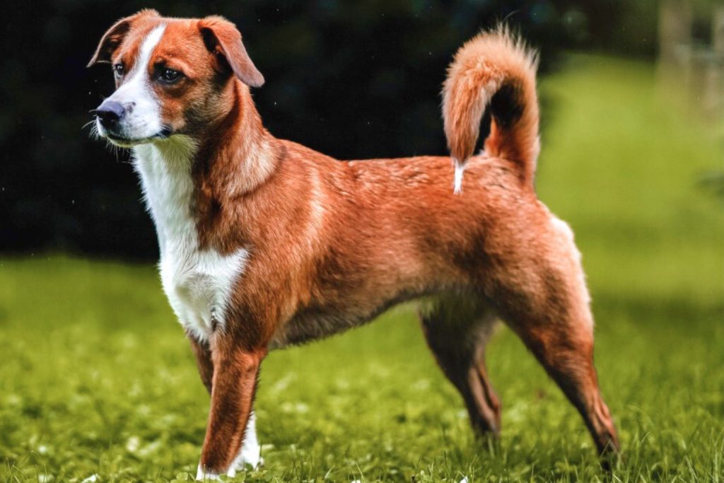 Austrian Pinscher dog with reddish-brown and white fur stands alert in a vibrant grassy field


