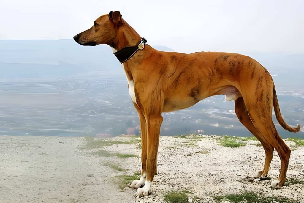 Banjara Hound Dog stands on tan rocky outcrop, reddish-brown coat, alert posture, with distant foggy hills and overcast sky