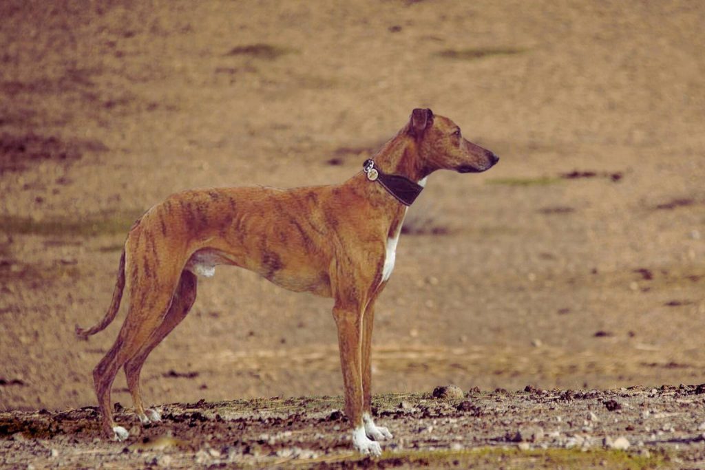Banjara Hound Dog with reddish-brown marbled coat and white patches stands alert on sandy ground in profile view