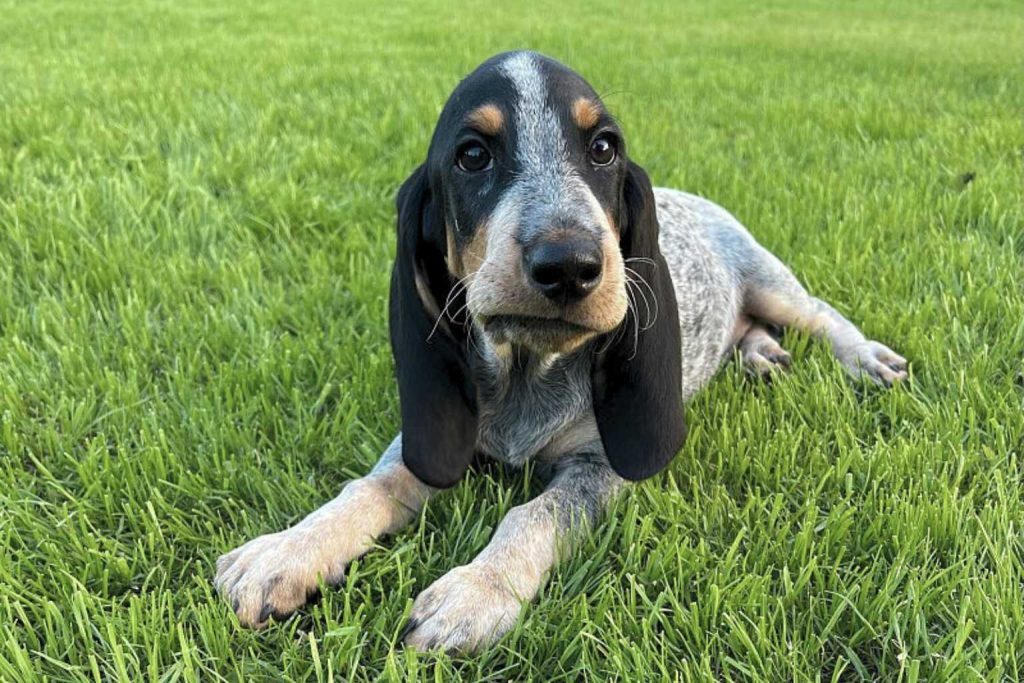 Young Basset Bleu de Gascogne Dog with bluish-gray fur and black markings lies alert on vibrant green grass