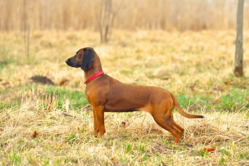 Bavarian Mountain Hound with reddish-brown coat and black head stands alert on dry grass field with natural light background outdoors