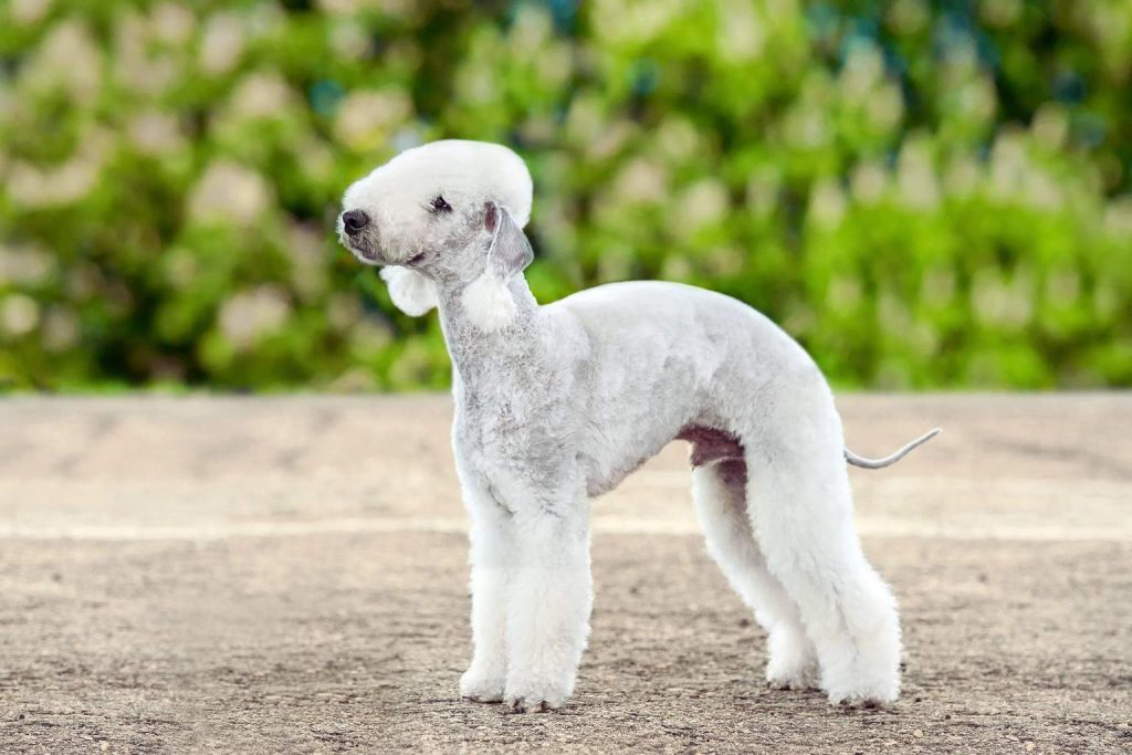 Bedlington Terrier stands alert on light brown-gray ground with smooth white-gray coat and blurred green background behind
