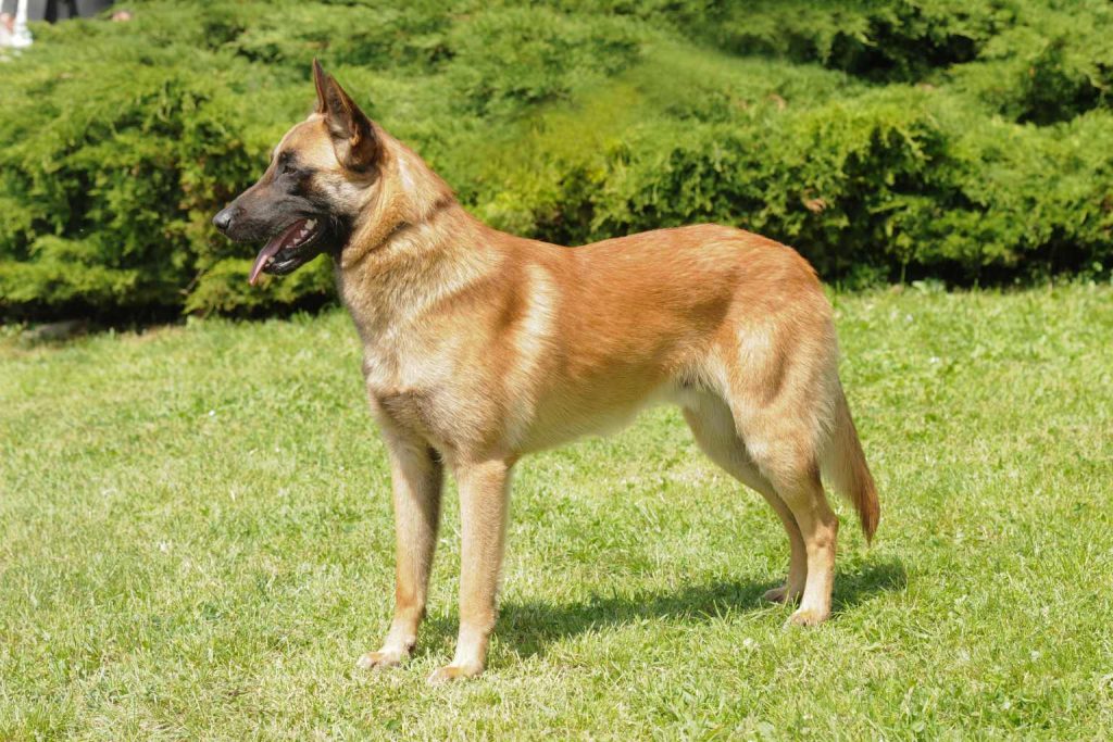 Belgian Shepherd Malinois with fawn coat stands alert on green grass, tongue visible, against a lush backdrop of bushes in sunlight outdoors