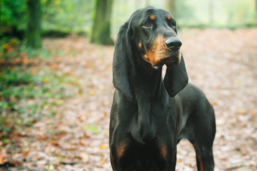 Black and Tan Coonhound with rich black coat and tan muzzle stands alert on a leafy forest path surrounded by blurred trees
