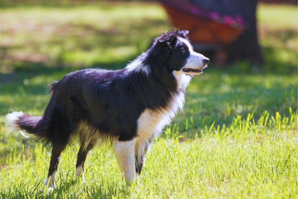 Border Collie Dog with black and white coat stands alert in vibrant green grass, ears erect and tail curled on a bright sunny day outdoors