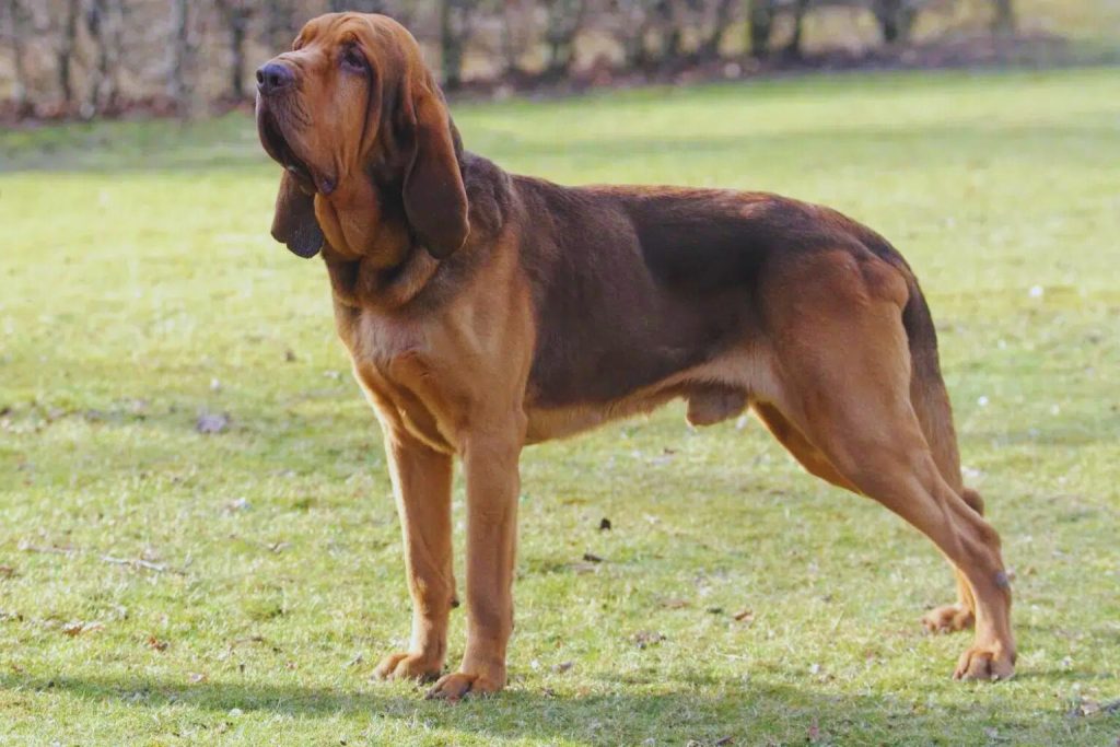 Bloodhound dog with reddish-brown fur stands alert on short yellow-green grass with blurred natural background