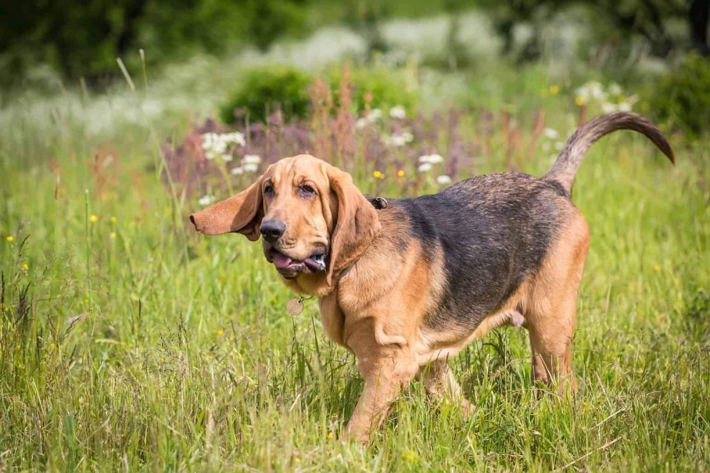 Bloodhound puppy with reddish-brown coat and floppy ears stands alert in tall green grass with wildflowers and sunny light