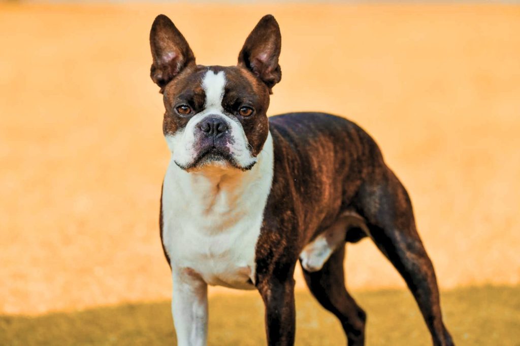 Boston Terrier with brindle and white coat stands facing camera on tan ground, alert ears and attentive gaze against soft orange background