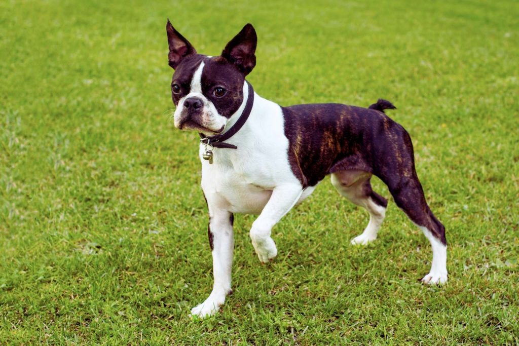 Boston Terrier with brindle markings stands alert on a green lawn, ears erect, dark collar with small bell visible, outdoor sunny setting