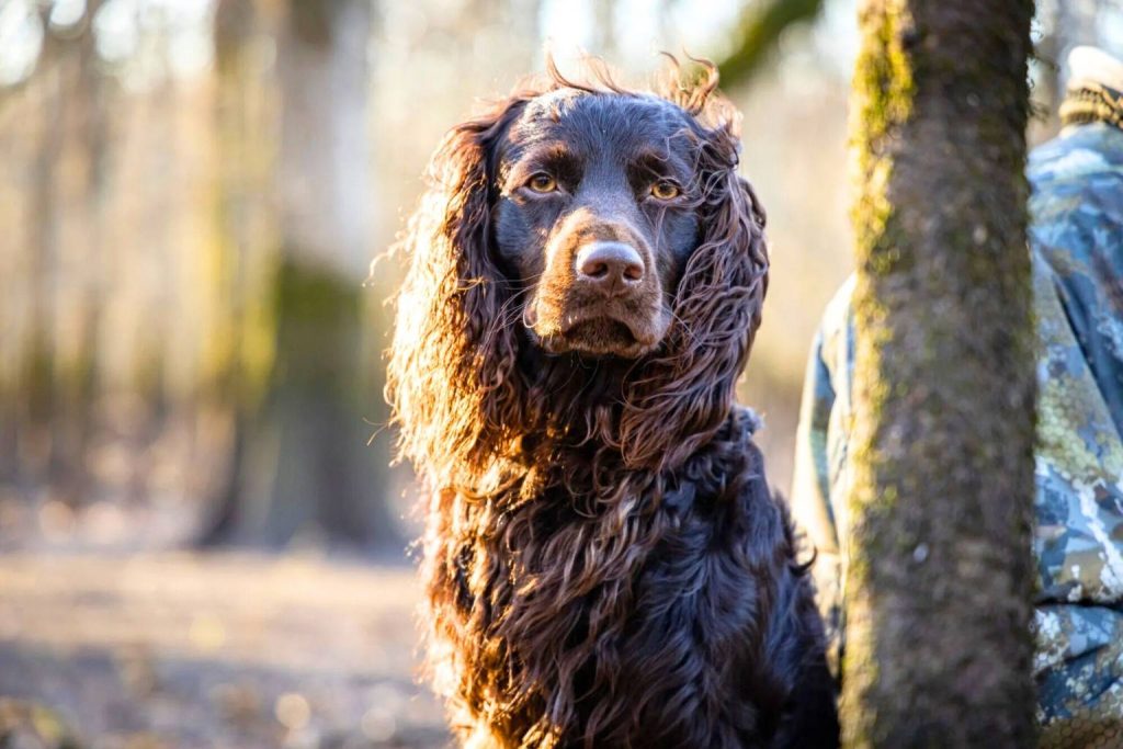 Boykin Spaniel with rich brown wavy fur looks alert at camera, forest backdrop, sunlight filtering through trees, outdoors