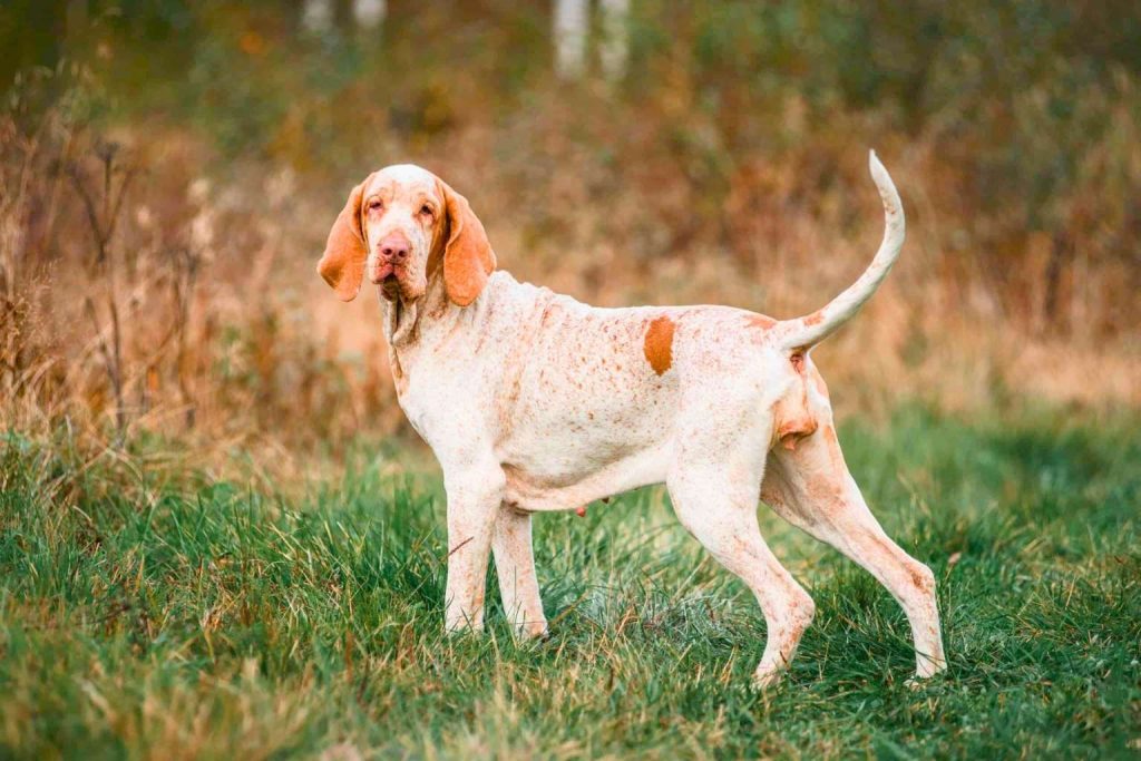 Bracco Italiano Dog with white and reddish-brown speckled coat stands alert in vibrant green grass with autumn trees behind