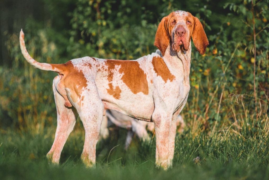 Bracco Italiano Dog with cream and reddish-brown spotted coat stands alert in vibrant green grass, outdoors with blurred trees