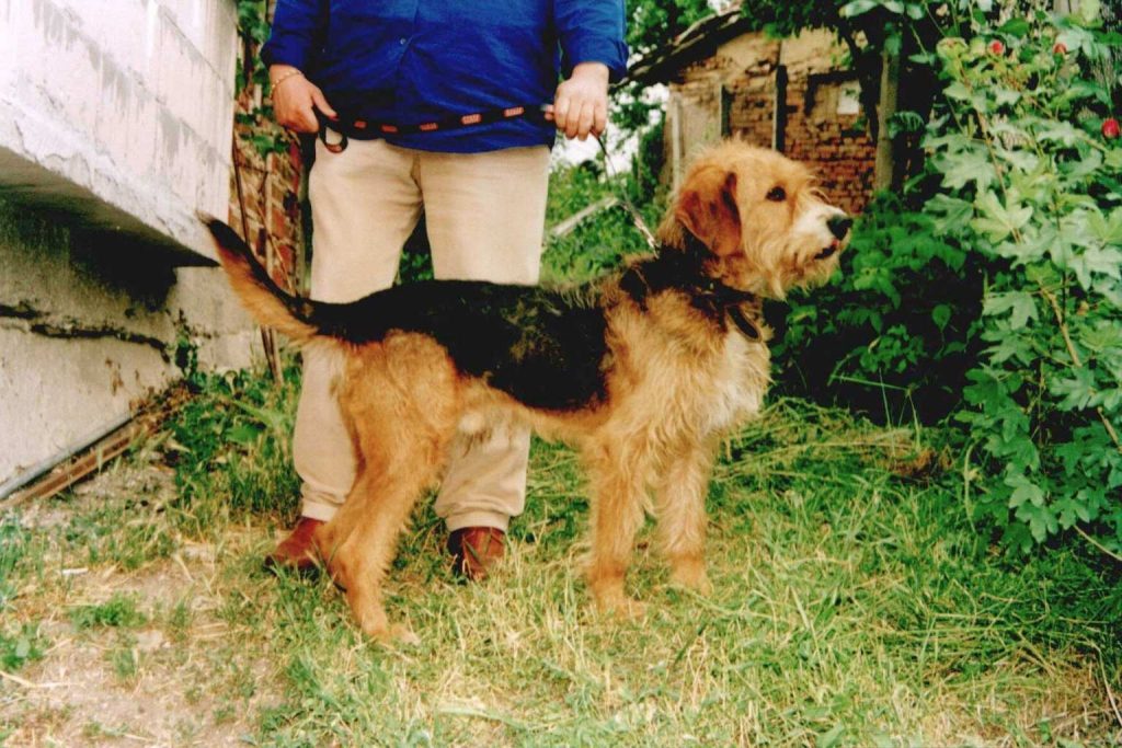 Bulgarian Hound Dog with reddish-brown and black fur standing next to owner on a leash on a grassy lawn.