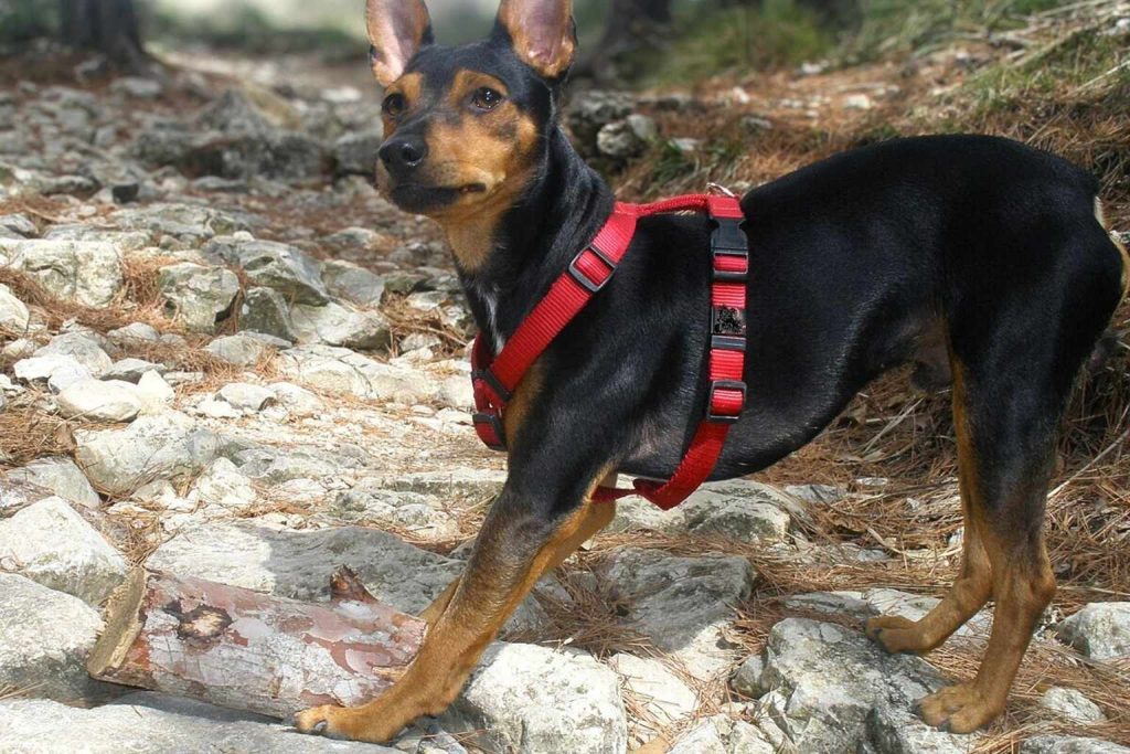 Black and tan Ca Rater Mallorquí Dog wearing a red harness, standing alertly on a rocky, wooded hiking path.