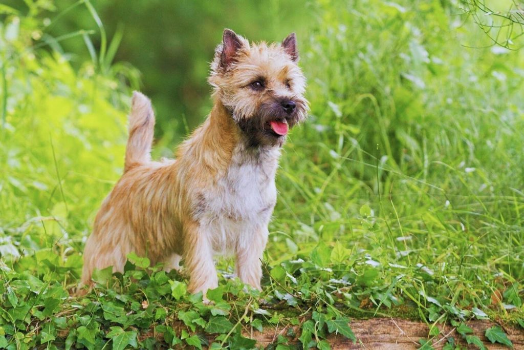 Cairn Terrier with tan and brown fur standing on a mossy log amidst green grass and ivy, looking right.
