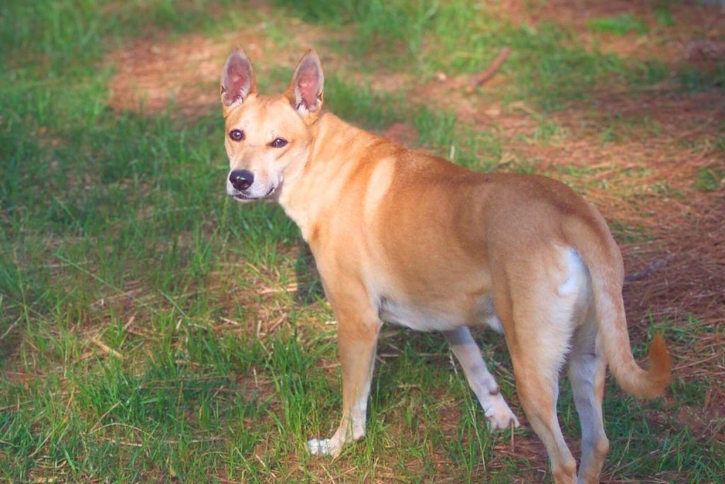 Carolina Dog with light brown coat and darker stripe standing on grassy ground, looking back with perked ears