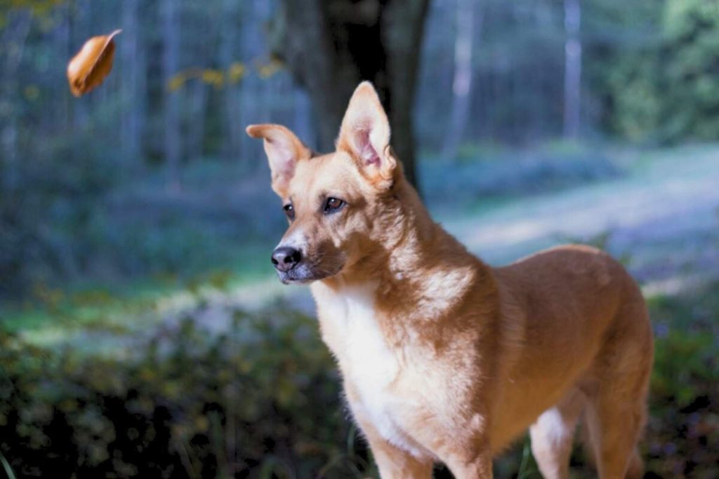 Alert reddish-brown Carolina Dog with upright ears and a white chest, standing in a tranquil, wooded area with a falling leaf.