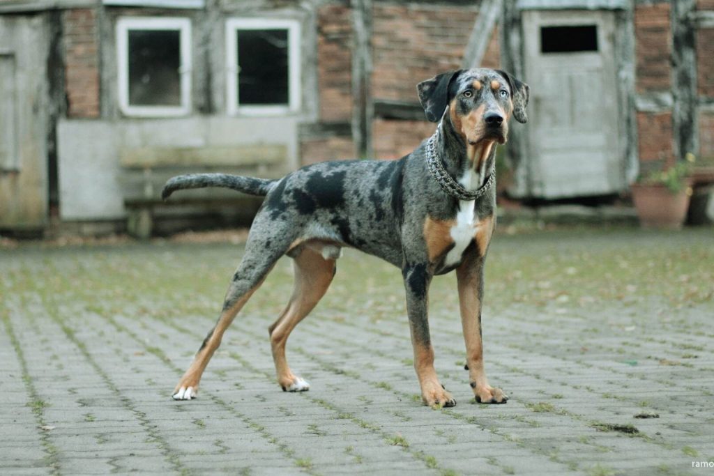 Striking black and gray Catahoula Leopard Dog with a silver chain collar standing on pavement by a brick building.