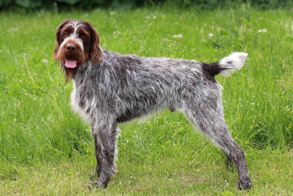 Brown and white Wirehaired Pointer, listed as Cesky Fousek, standing in a green field with white flowers.