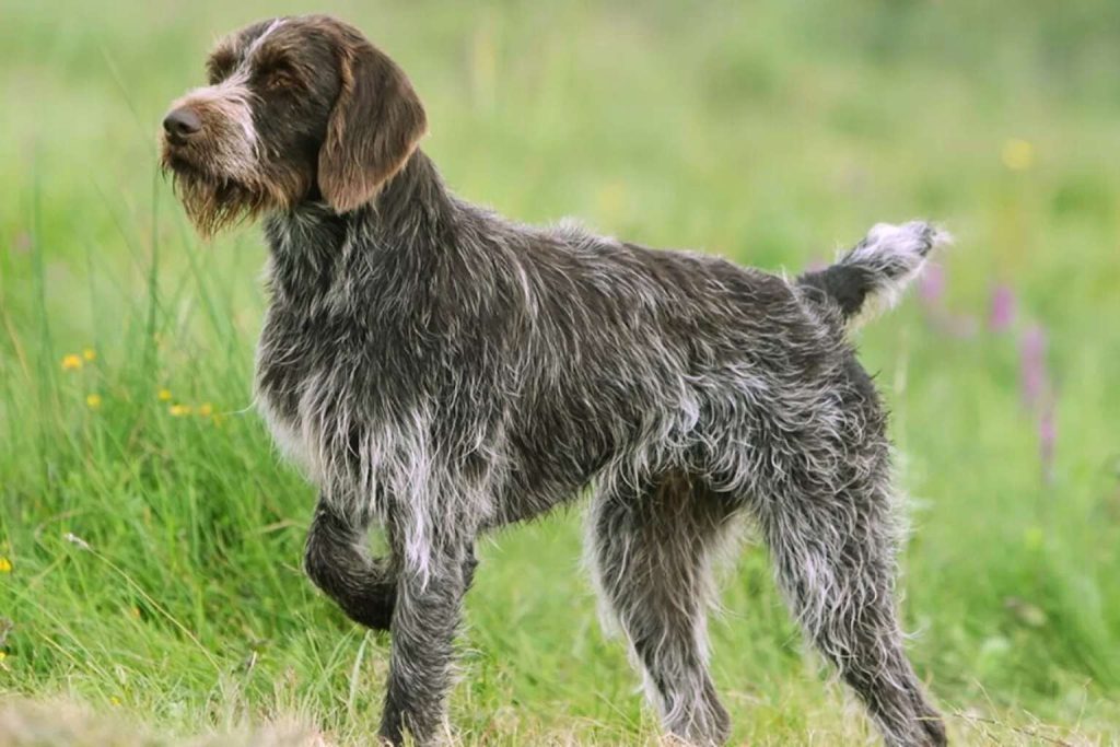 Wiry brown and grey Cesky Fousek standing alertly in a field of lush green grass and wildflowers.