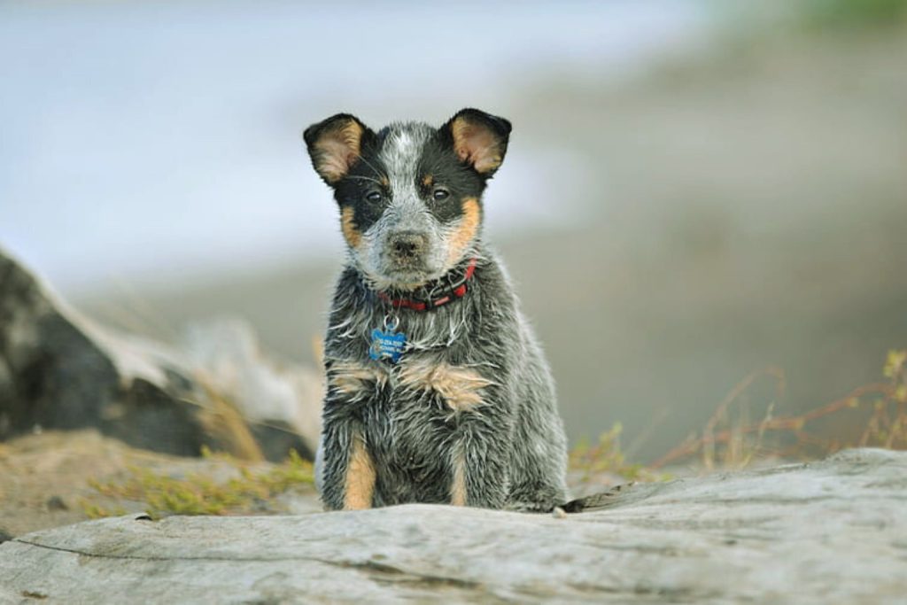 Young Australian Cattle Dog puppy with muddy coat sits on log, looking at camera with erect ears

