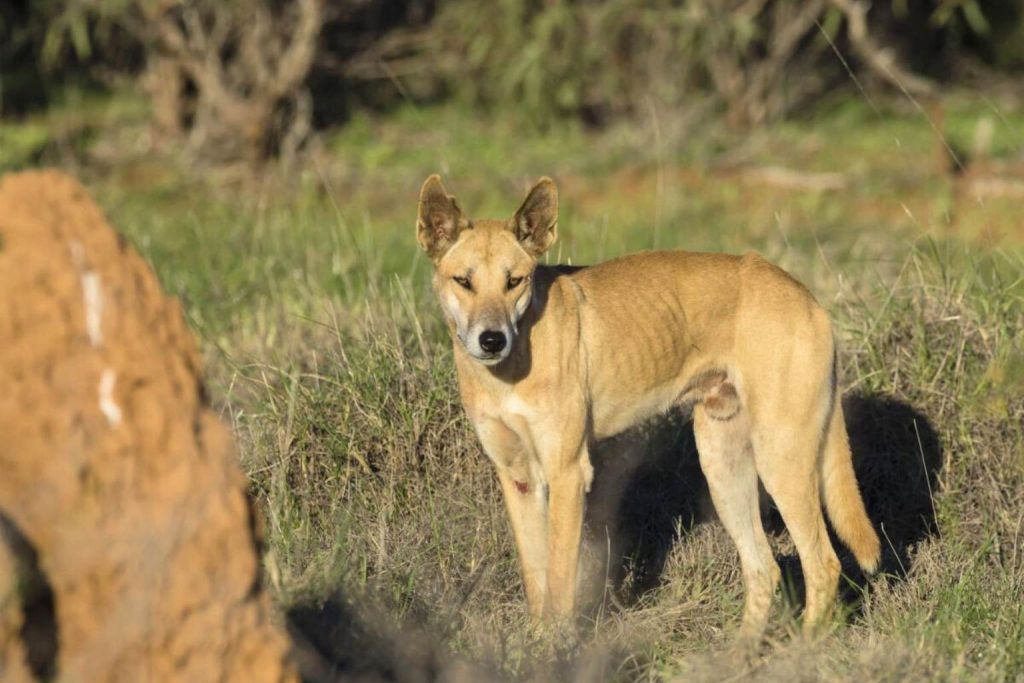 Dingo dog standing alert in a sunlit grassy field with golden-tan fur and pricked ears.