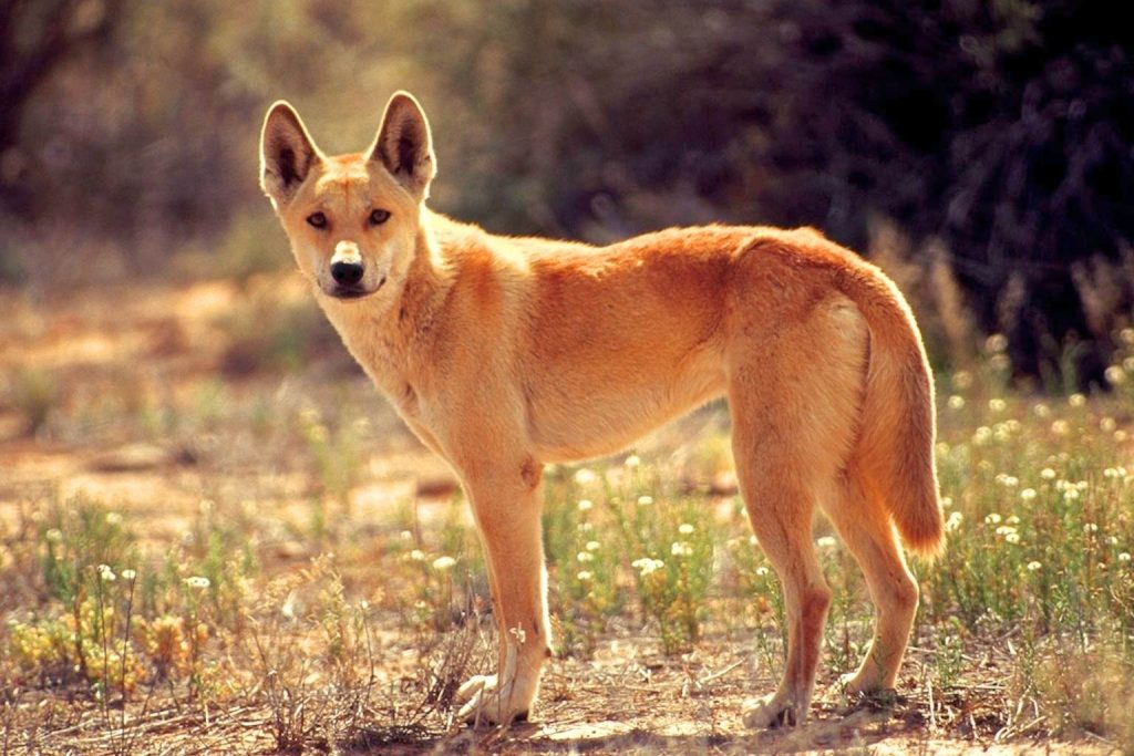 Dingo dog standing alert in a dry sunlit landscape with sandy fur and sparse vegetation.