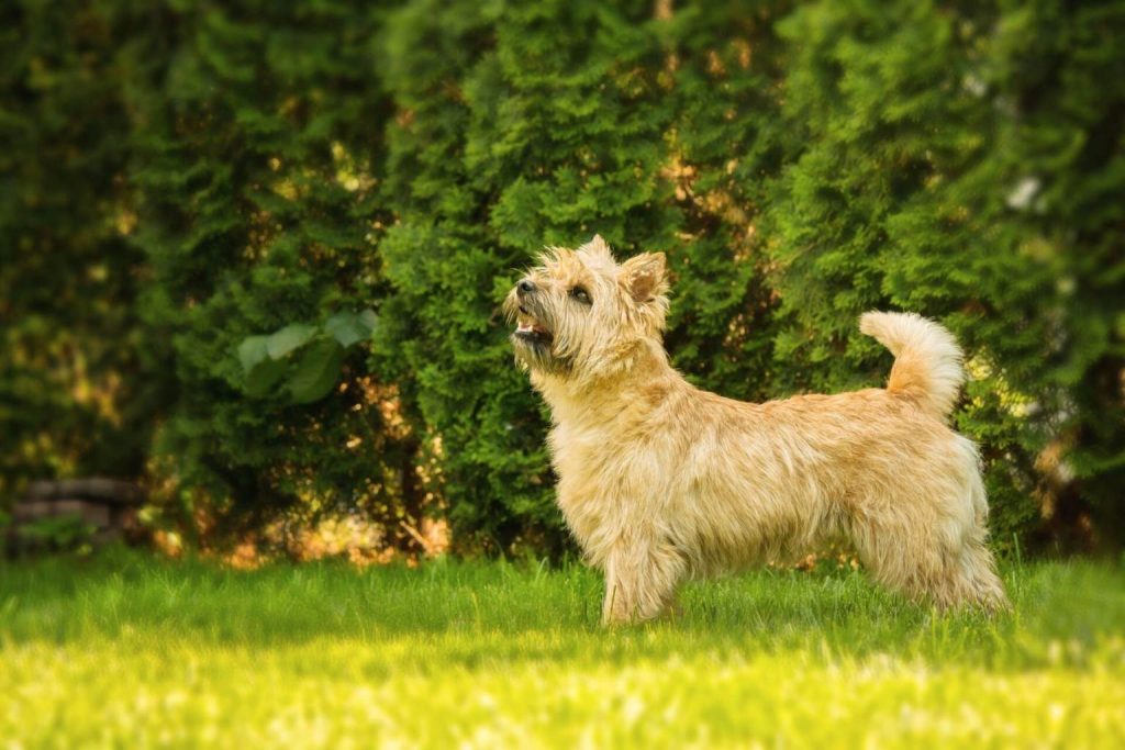 Alert tan Cairn Terrier with wiry coat standing in a sunny, grassy field with a green hedge backdrop.
